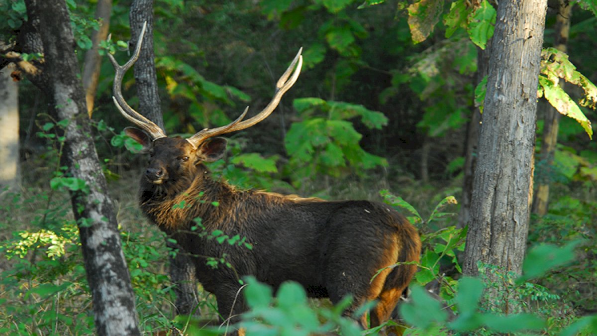 Madai Satpura National Park