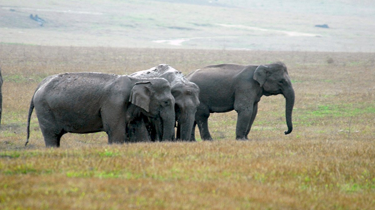 Corbett National Park