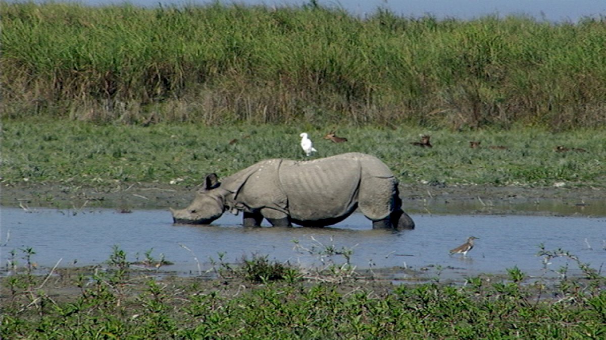 Kaziranga National Park
