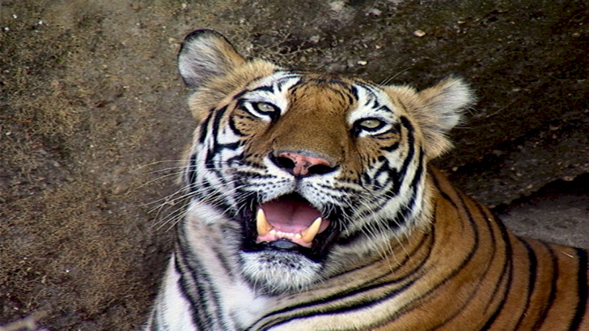 Bandhavgarh National Park