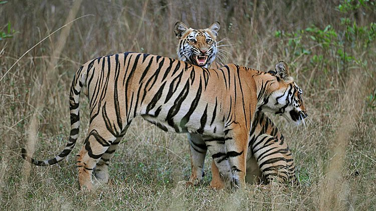 Tadoba National Park