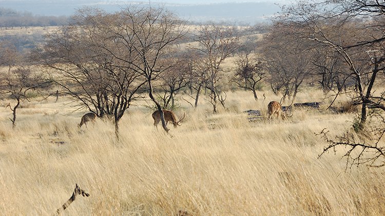 Ranthambore National Park