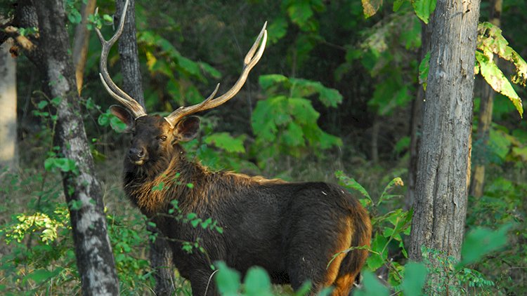 Madai Satpura National Park