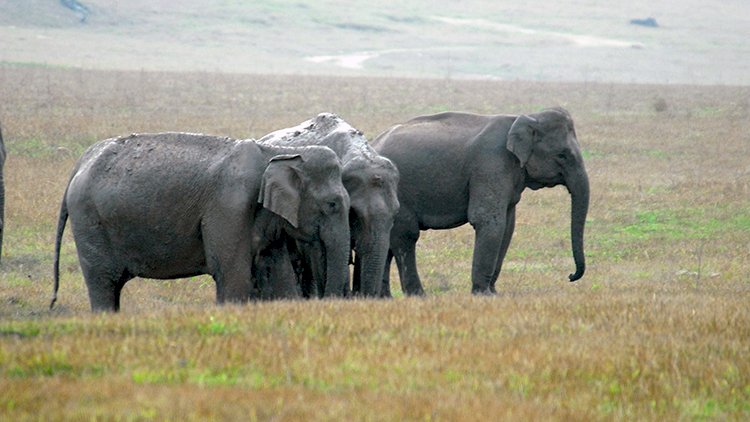 Corbett National Park