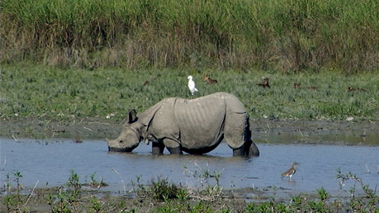 Kaziranga National Park